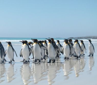 Expeditie cruises Antarctica met pinguïns